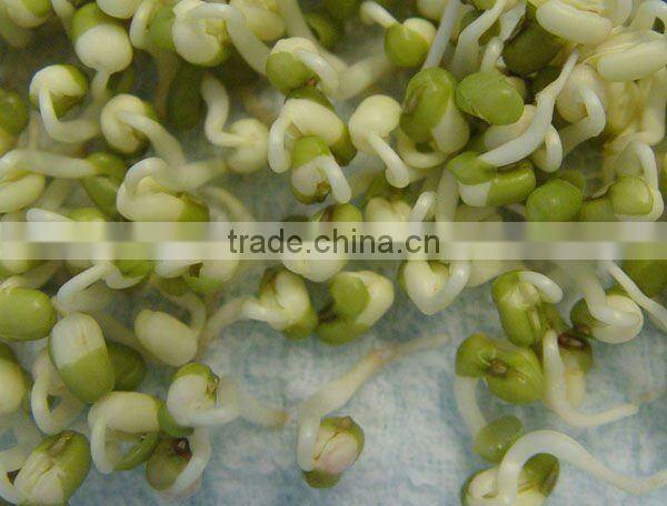 Automatic Bean Sprout Machine JL260A-Bean Sprouting Machine