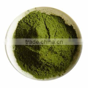 High Quality Bermuda Grass(Cynodon dactylon) Powder Manufacturer