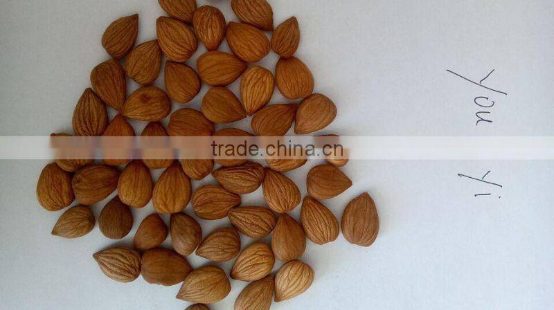 Supplying New Crop of Bitter Apricot kernels from China