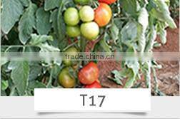 CU17 Ding f1 hybrid smooth green chinese cucumber seeds 16 to 18cm
