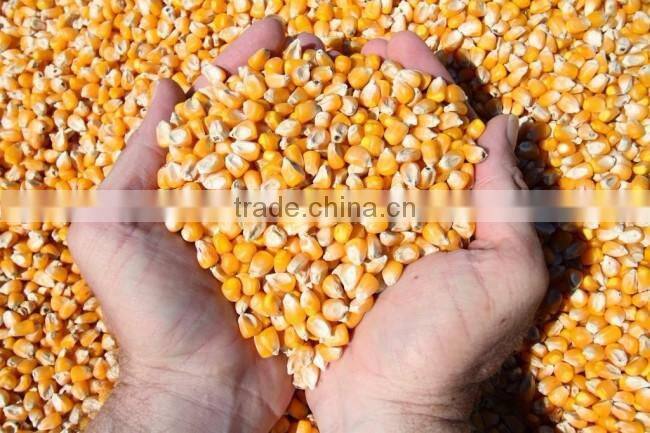 Frozen corn in bulk for feeding animals