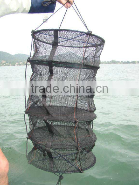 scallop aquaculture