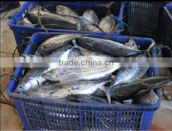 frozen seafood bonito tuna