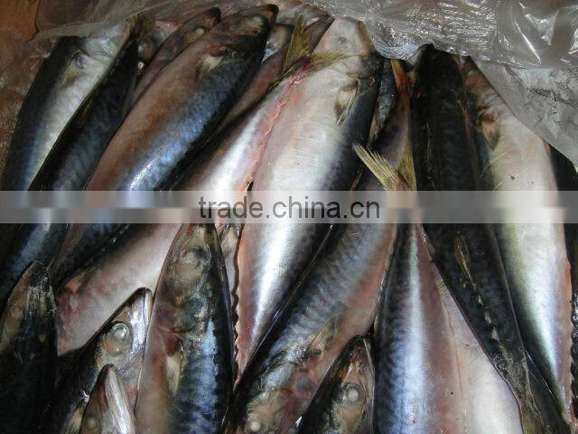 EU approved frozen mackerel
