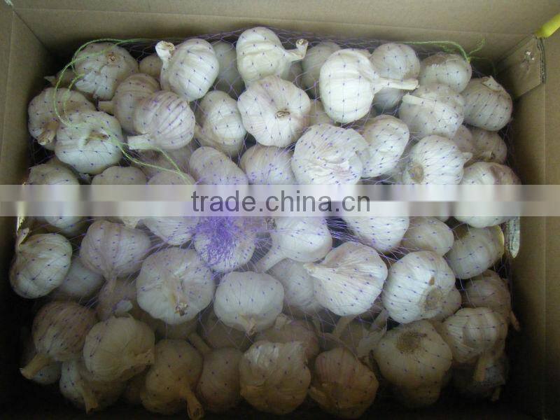 Best quality new crop normal white garlic