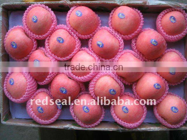 Hot sale Fuji Red apple