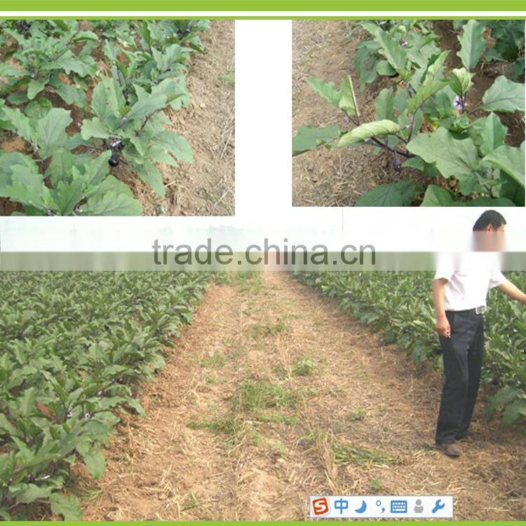 Solanberry fertilizer solanaceous vegetables organic fertilizer eggplant fertilizer