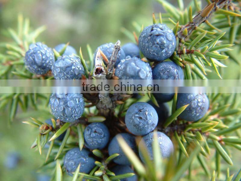Juniper Berry Oil manufacturer.
