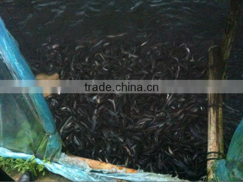 Anguilla eel feed powder
