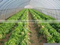 Agricultural greenhouse plastic film