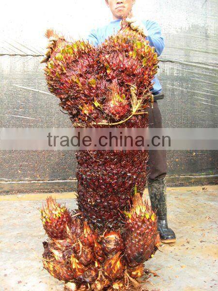 cycas revoluta multi-heads for sell