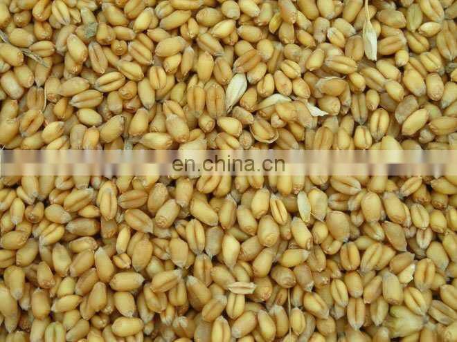 Good quality operation more safety soybean seeder,soybean seeding machine with no damdage to the seeds