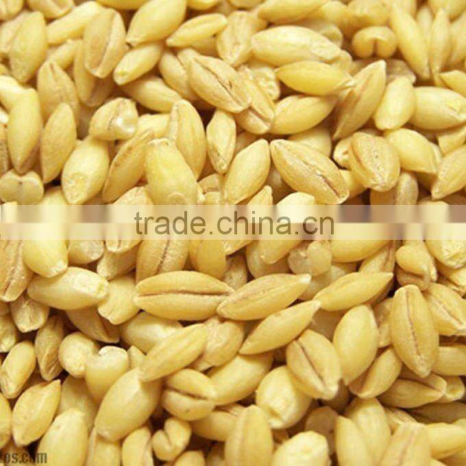 unhulled barley