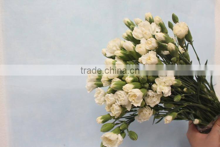 Fresh new coming flower carnation and rose for wedding decoration