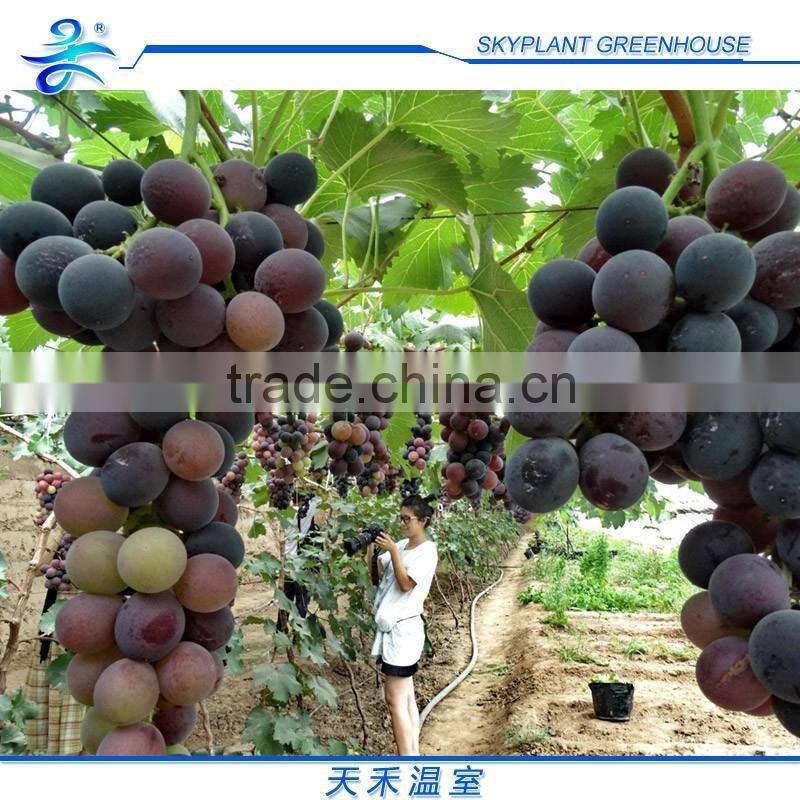 PE Film Horticultural Greenhouse Tunnel