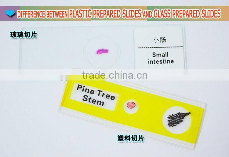 Botanical microscope plastic prepared slide