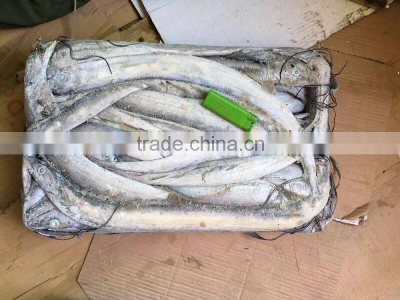 Good quality of Frozen Ribbon Fish 120-300g