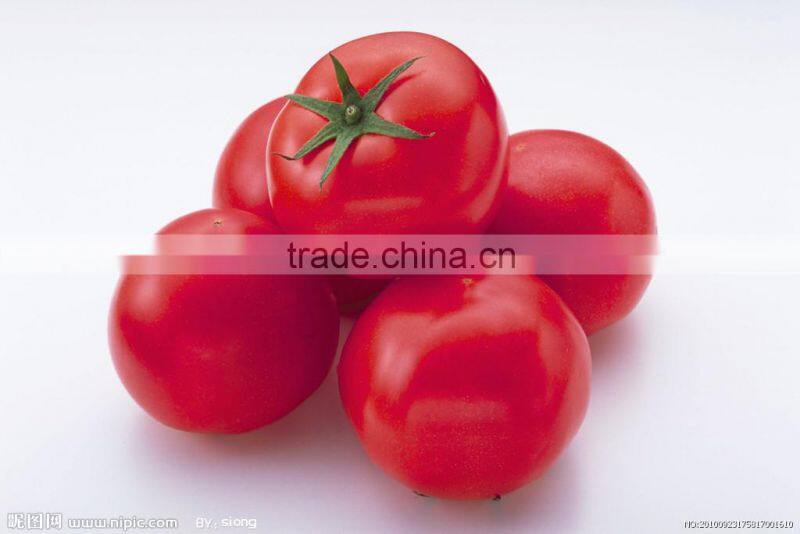 Canned tomato paste in sauce price