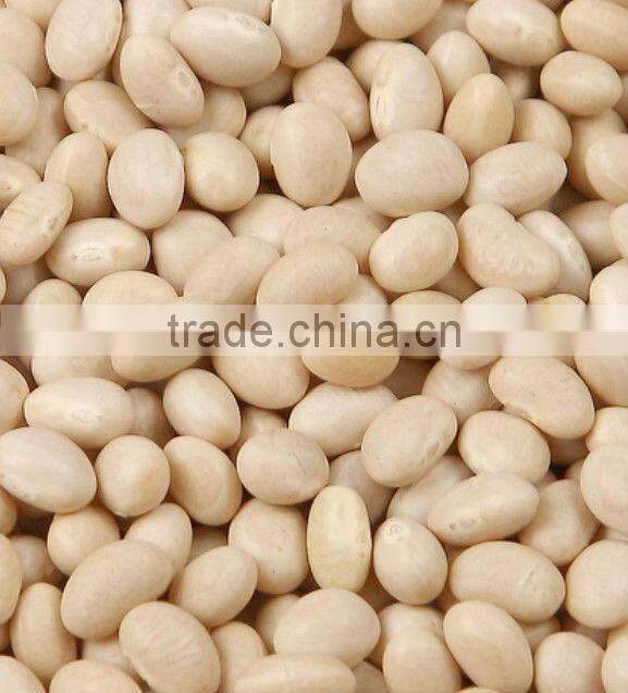 Wholesale Sunflower Seeds