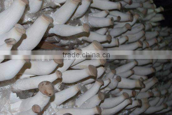 White mushroom/king oyster mushroom