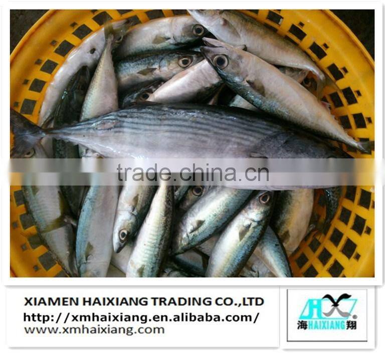 Frozen pacific mackerel fish in high quality for sale(600g+)