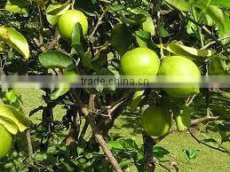 100 % NATURAL LIME OIL OEM / ODM / GMP / ISO Approved ( Citrus Aurantifolia )
