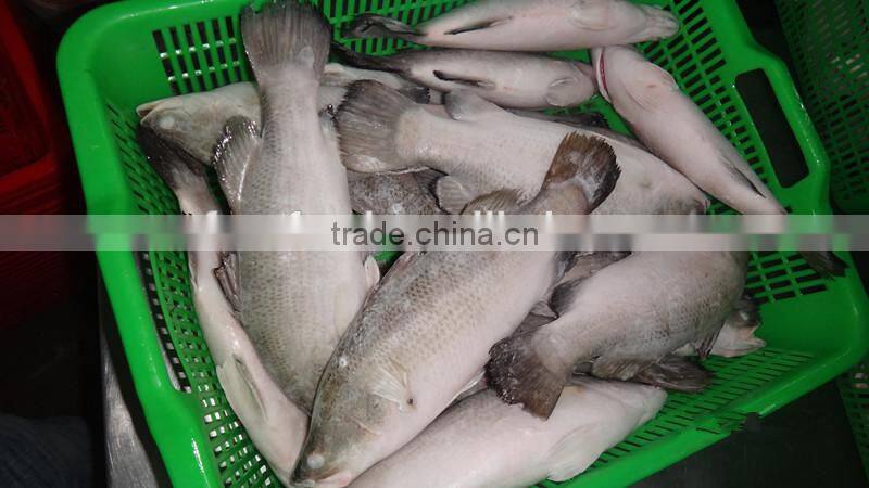 Asian Sea Bass Lates Calcarifer Barramundi