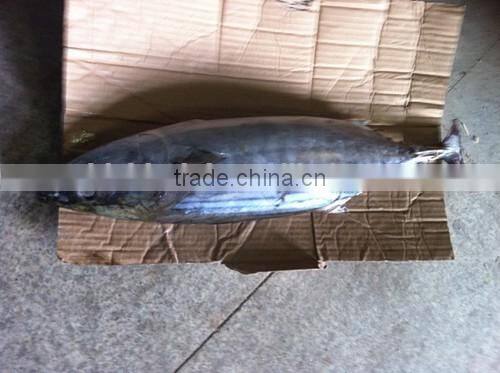 Euthynnus Lineatus skipjack tuna whole round 1.8kg+