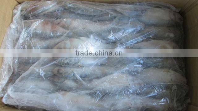 Frozen SardineFish
