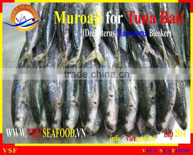 FROZEN MUROAJI FOR TUNA BAIT