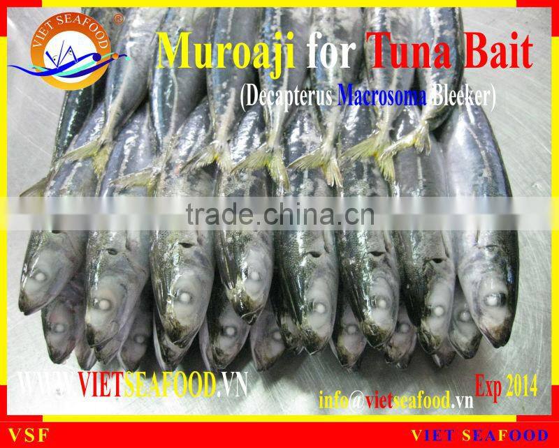 MUROAJI FOR TUNA BAIT