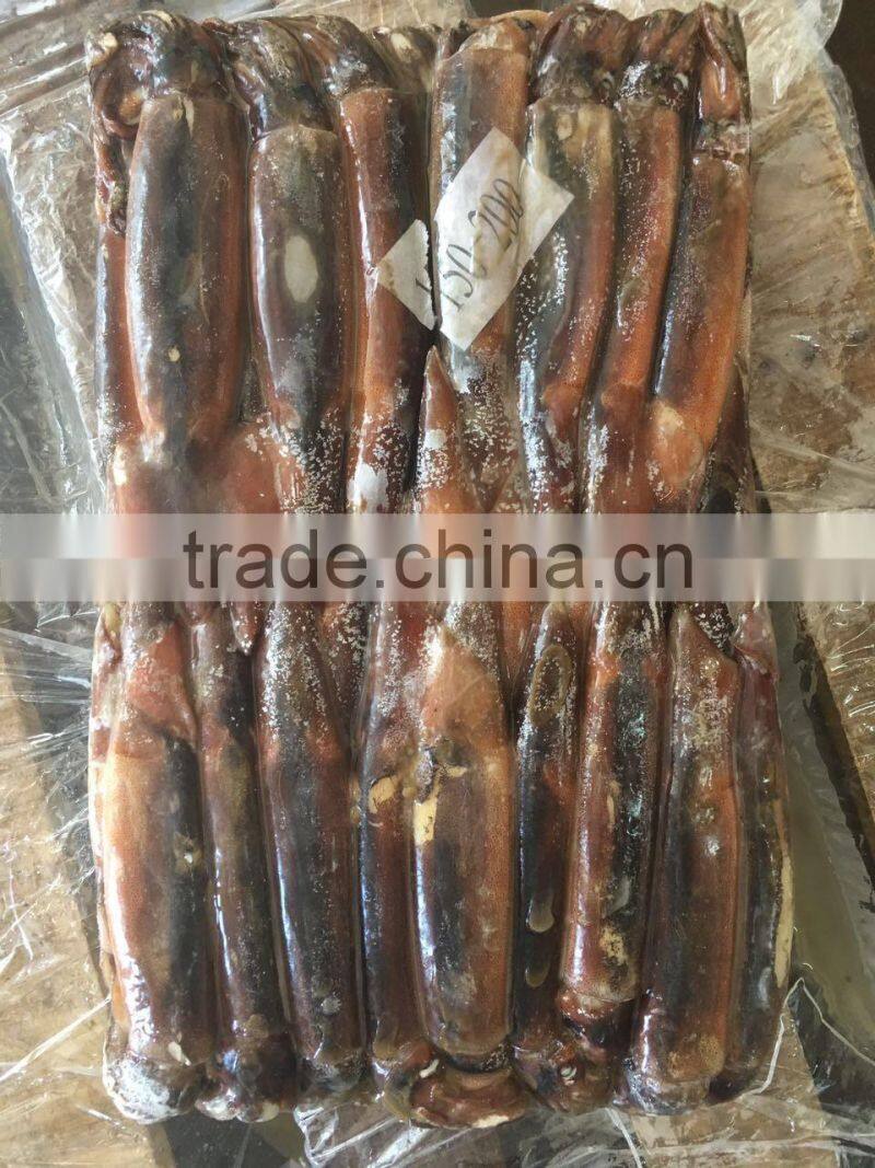 150-200g Illex Argentinus Squid Frozen Squid