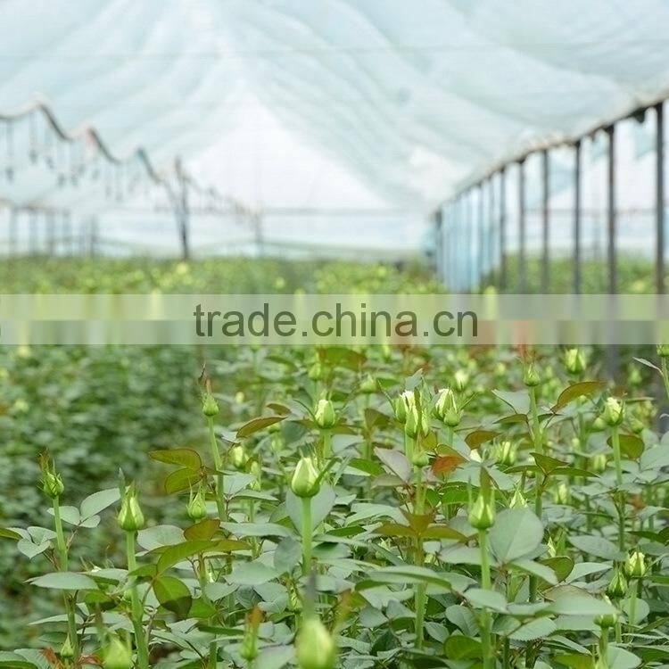 Good quality latest white violet flower