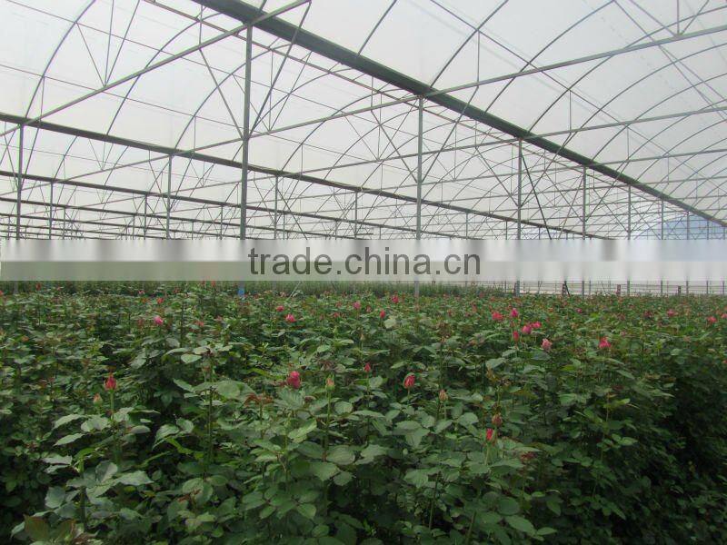 Fresh Cut Flowers Processing Type and Bud Part fresh orchid cheap wholesale orchid