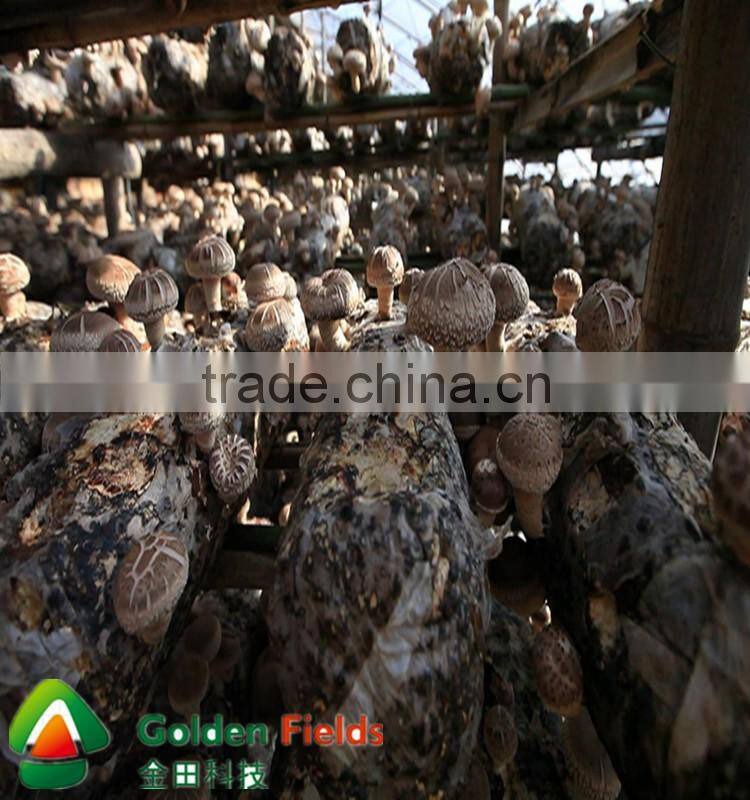 anti-cancer organic wholesale competitive shiitake mushroom export price