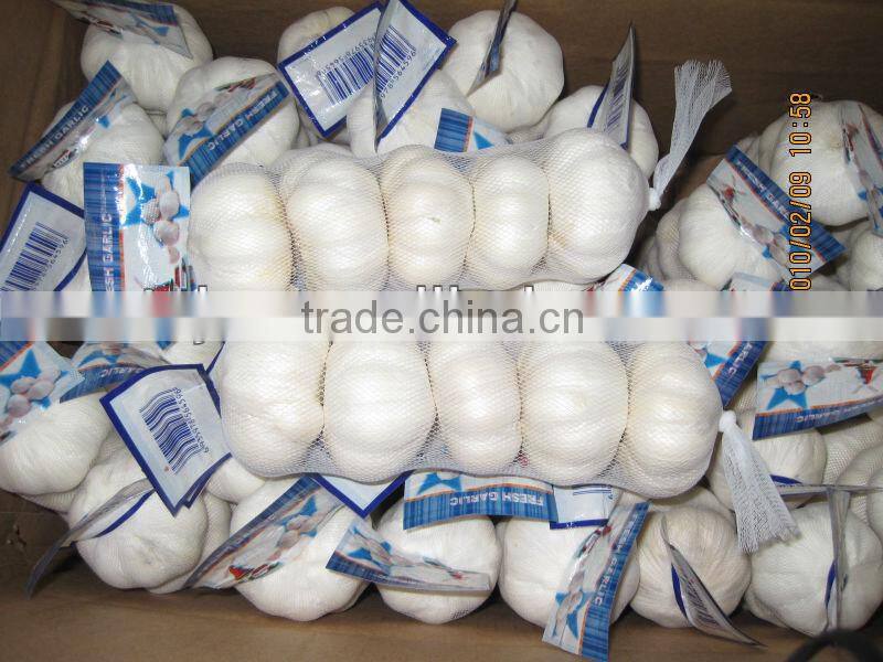 shandong new garlic price of sale