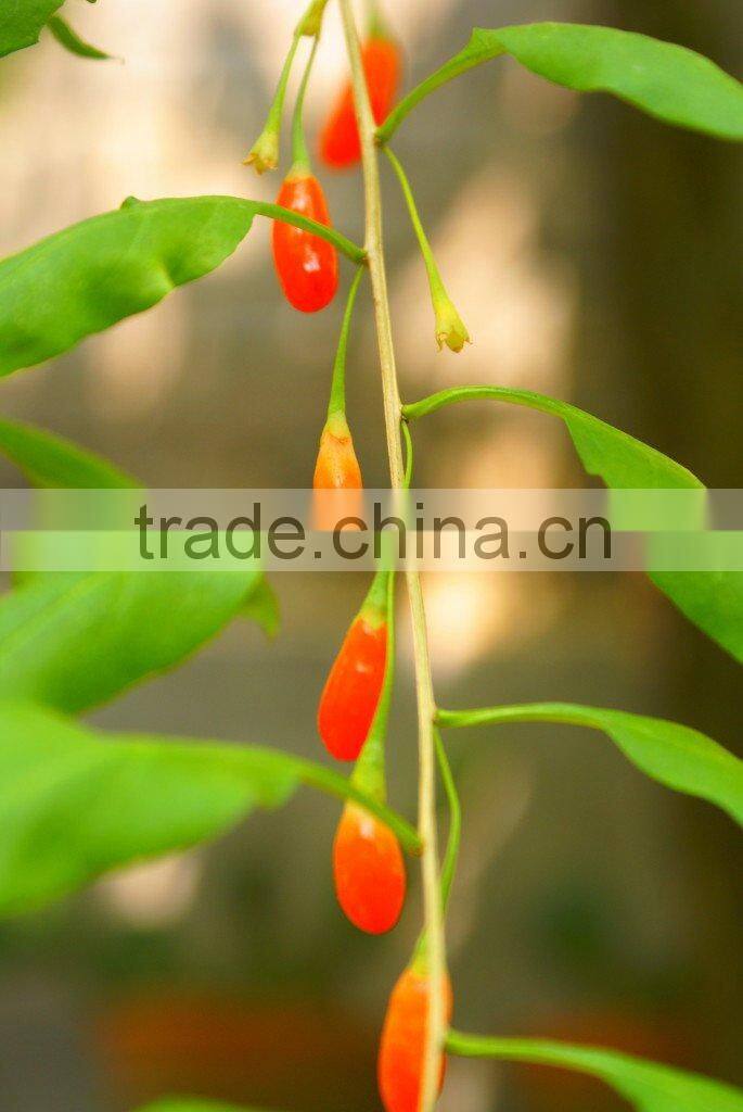 Medlar Honey