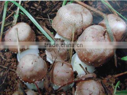 Agaricus Blazei Extract