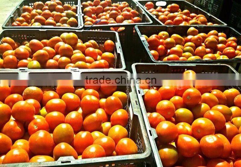 FRESH TOMATOES cheap