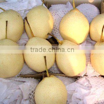 China Shandong Golden fresh pear 80cm