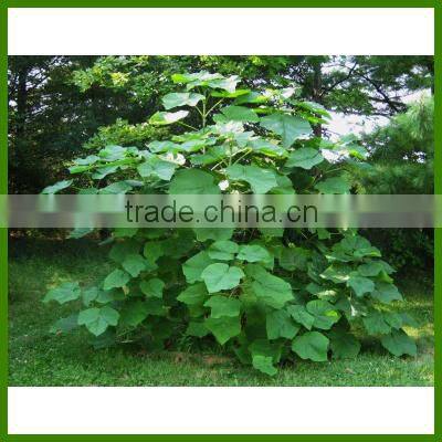 Royal Paulownia Tree Seeds For Fast Growing-High Quality