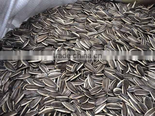 Inner Mongolia Sunflower seeds 5009