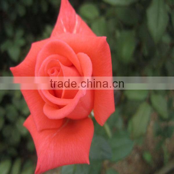 wholesale natural rose flower from Kunming flower base