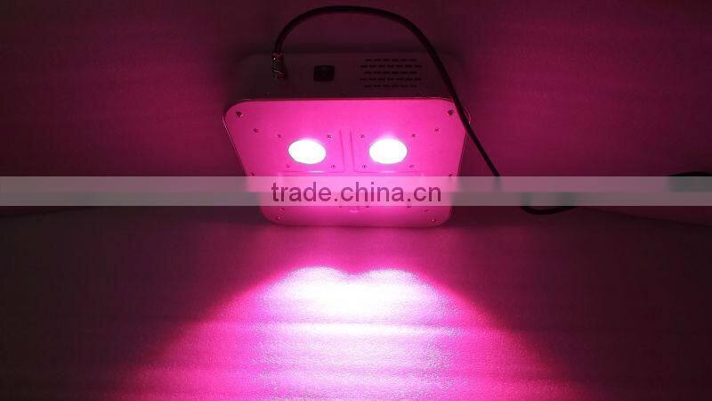 Vanq classical 8years 300W COB LED grow light for hydroponic systems