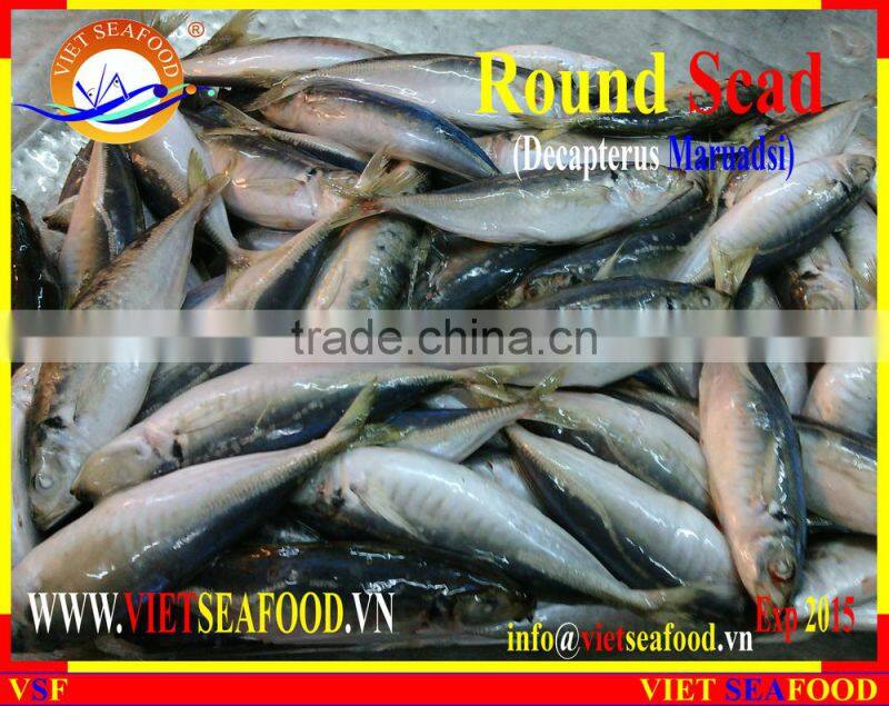 FROZEN MARUADSI WHOLE ROUND (ROUND SCAD)