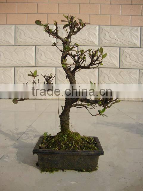 Rhododendron simsii bonsai