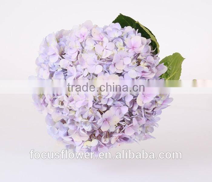 Best Price Fresh Cut Processing Type Natural Hydrangea Wholesale From Yunnan ,China