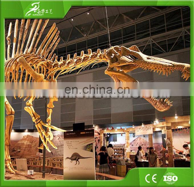 China KAWAH OEM factory museum dinosaur skeleton for sale