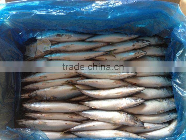 frozen fish (pacific mackerel 200-300g)