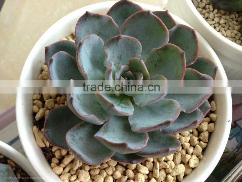 succulent plants Echeveria